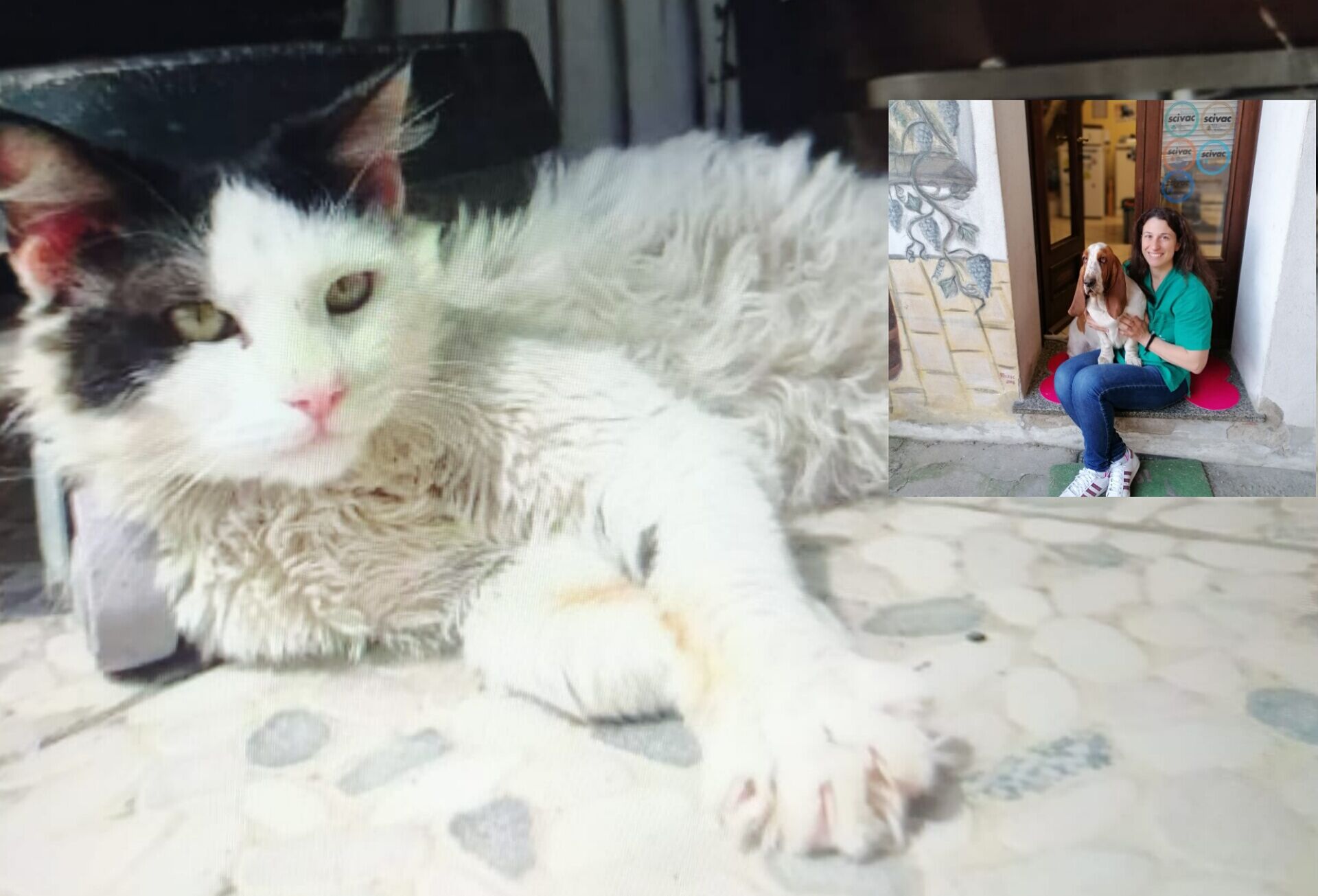 Radio Zampetta Sarda, la veterinaria Silvia Serra parla della leishmaniosi: sintomi, cure, prevenzione