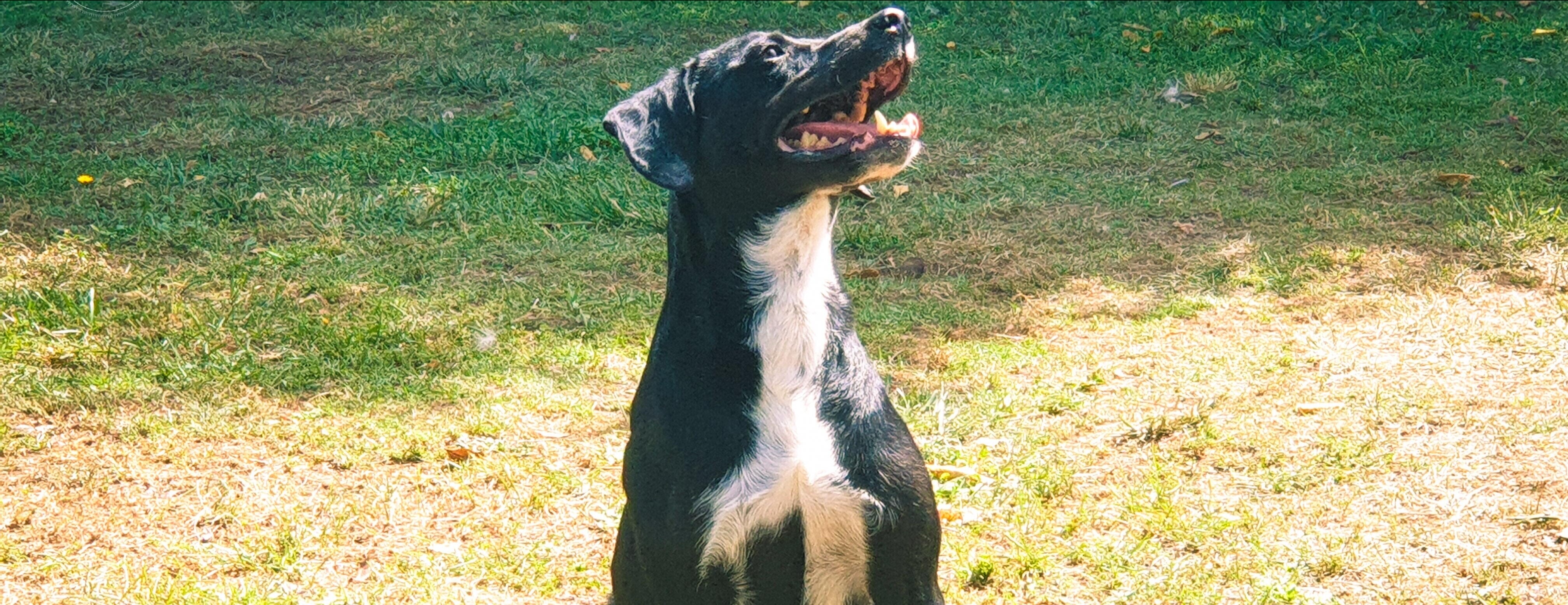 Cagliari, adotta un cane dal canile di via Po: Black aspetta una famiglia da 6 lunghi anni
