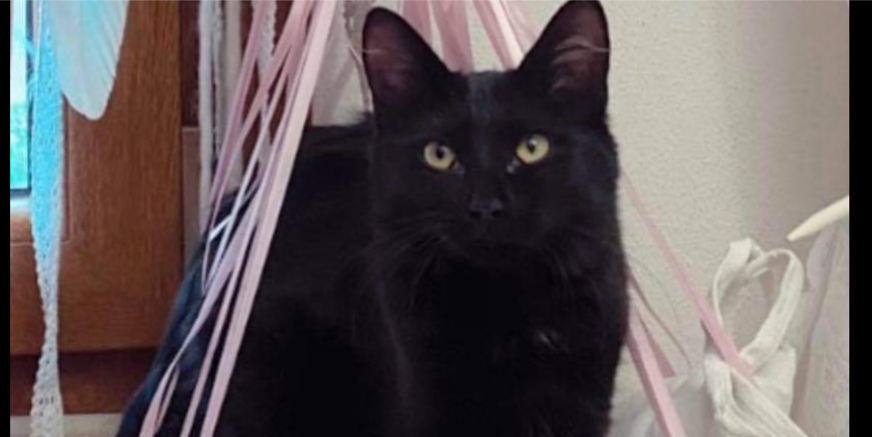 La gattina Jasmine smarrita a Decimomannu, l’appello: “Aiutatemi a ritrovarla”