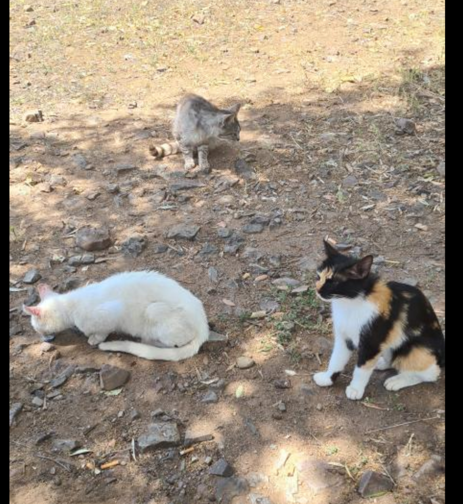 Capoterra, gattini abbandonati da sterilizzare e salvare: sos della volontaria Federica