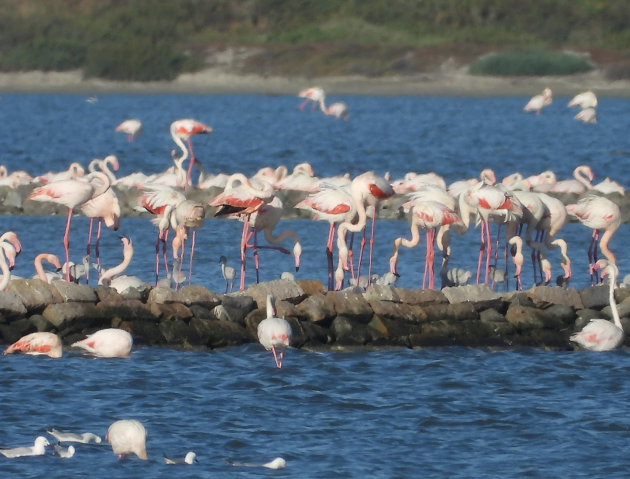 Festa a Molentargius, sono nati i primi pulli di fenicottero