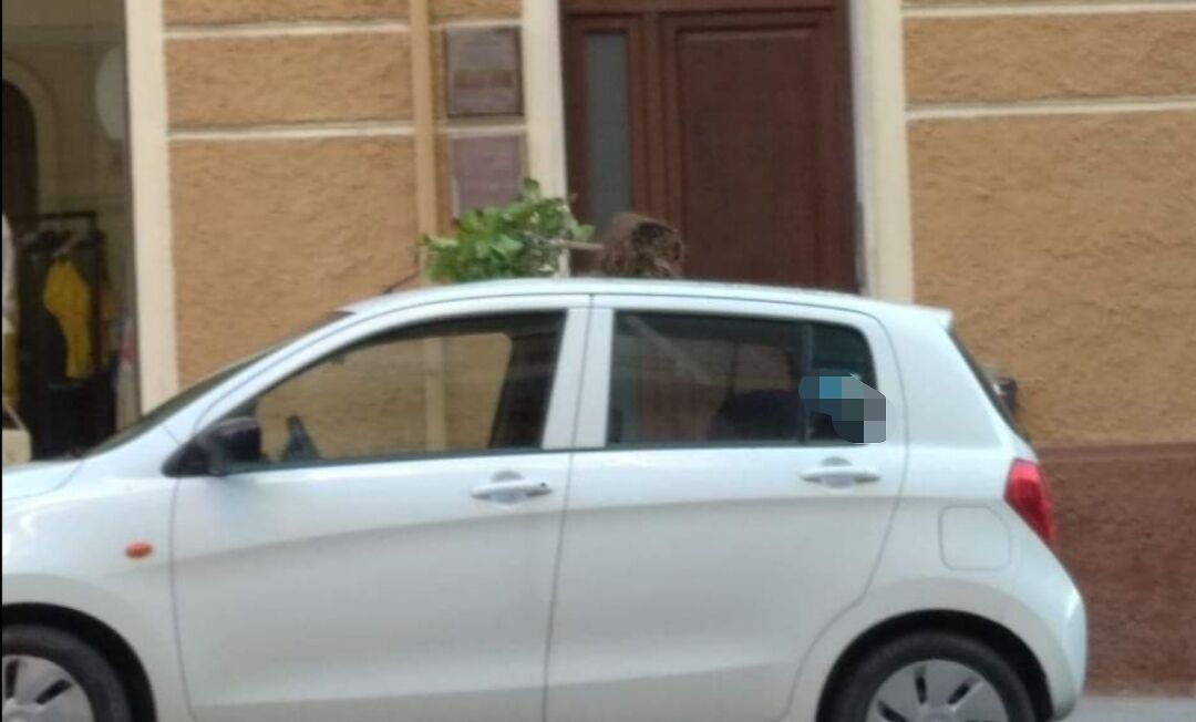 Cagliari, piantine sradicate dalle aiuole e posizionate sopra le auto in via Alghero