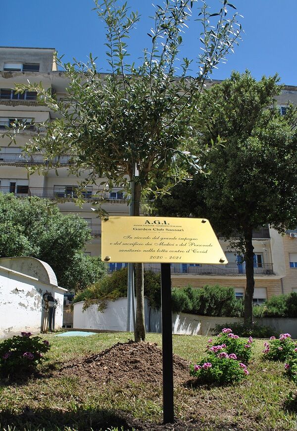 A Sassari un albero d’ulivo per il personale sanitario