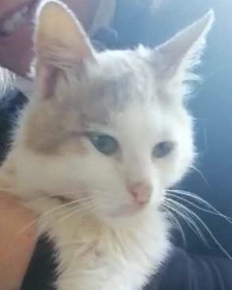 Quartu: “Tino è un gatto troppo buono, aiutatemi a trovargli una casa”