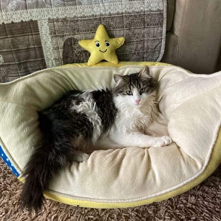 “Aiutateci a riportare a casa Zampetta, il nostro amatissimo gattino: i nostri bambini sono disperati”