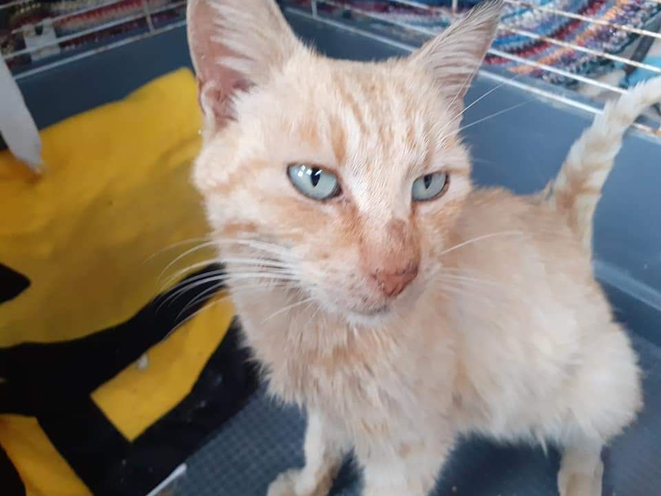 “Miele è dolcissimo, era sporco di grasso e ha i cuscinetti consumati, sicuramente aveva una famiglia”