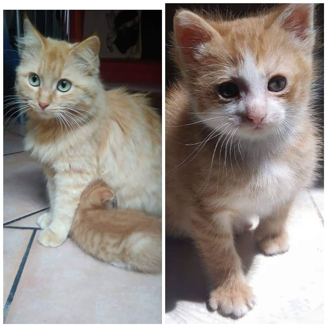 Quartu, mamma e cucciolo cercano una casa: “Sono uno splendore, non separateli”