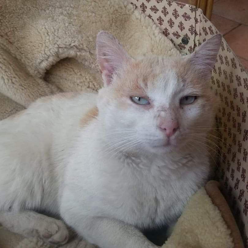 “Aiutiamo Leopoldo a non vivere più in una cantina”, l’appello di Simona a Radio Zampetta Sarda