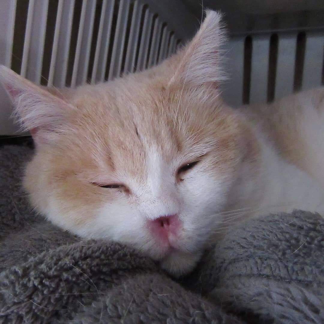 Princi, la gattina senza una parte del naso cerca una famiglia per la vita