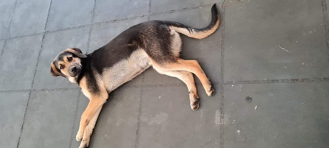 “Cucciolone in strada a Cagliari, aiutatemi a salvarlo”