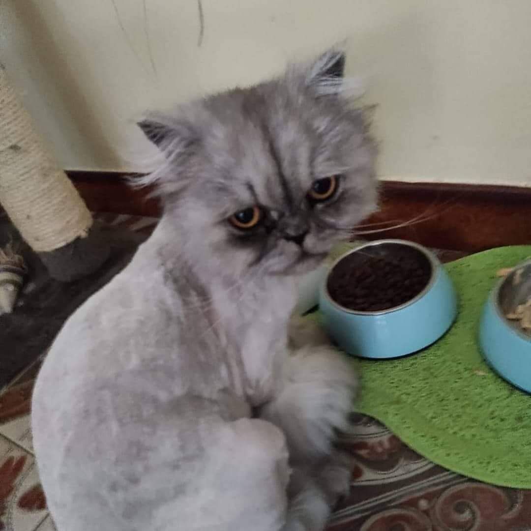 Quartu, Simona chiede aiuto per la sua gattina: “Aiutatemi a ritrovarla”