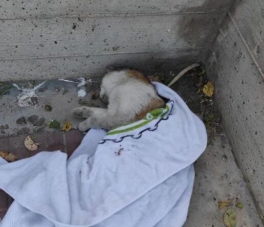 Cagliari, orrore al parco di Terramaini: gatti sbranati dai cani lasciati in libertà