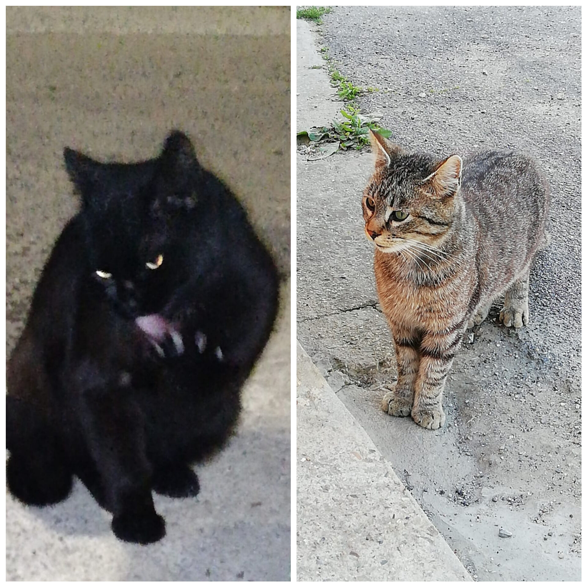 Micia aggredita da tre cani e strappata dalla morte dopo tre interventi: “Salviamo i suoi due fratellini”