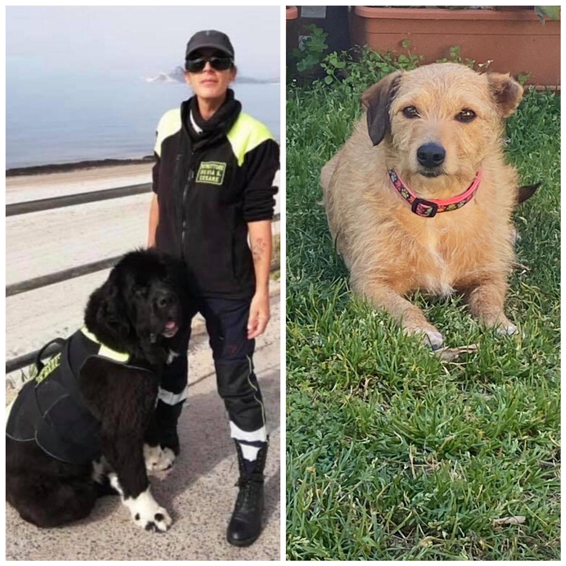 Ciccy, 4 anni di inferno nel canile Europa: rinchiusa in un box senza cuccia ha subito violenze atroci