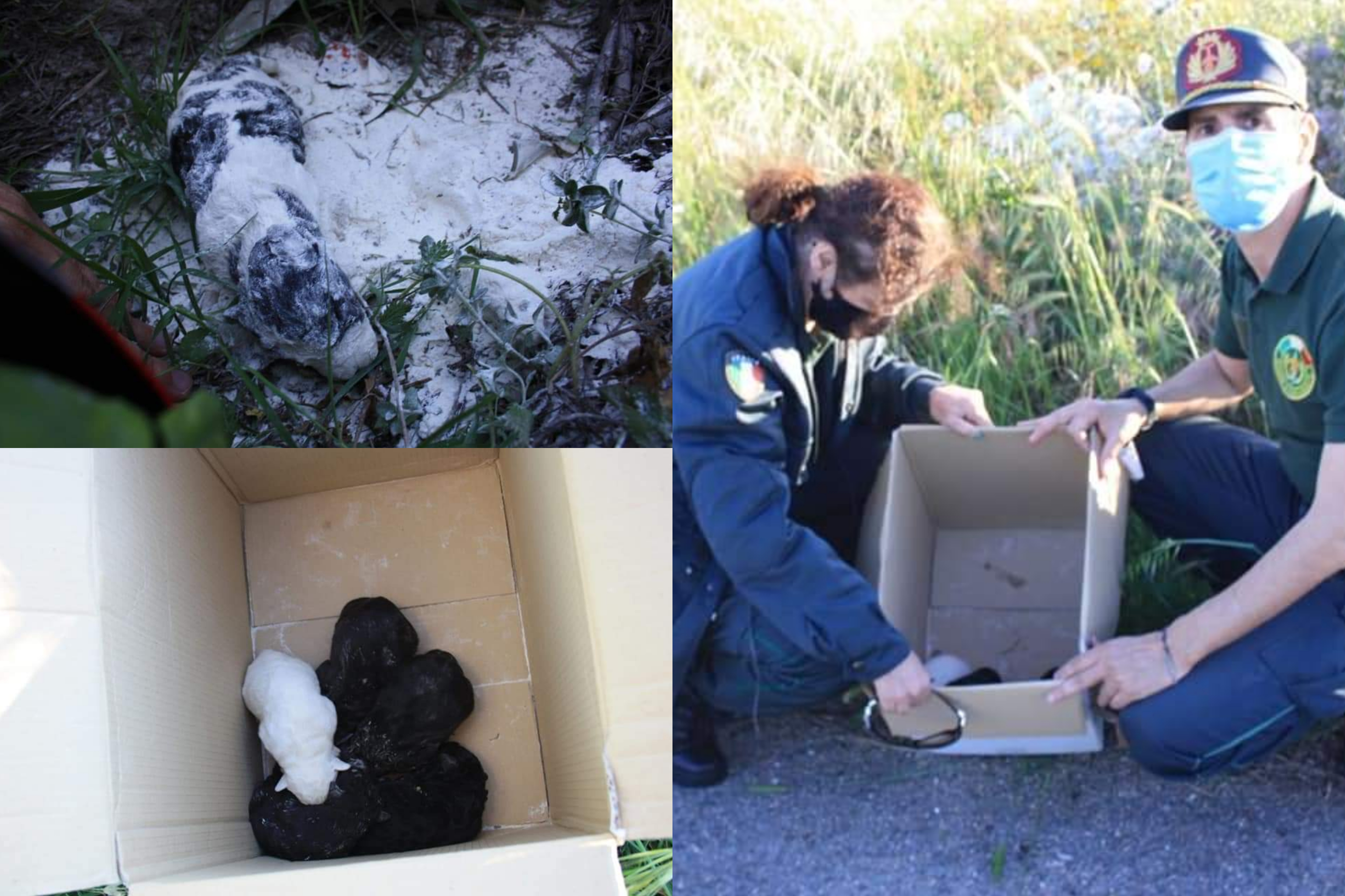 Crudeltà a Maracalagonis, 6 cuccioli rinchiusi dentro un sacco pieno di calce: uno è morto