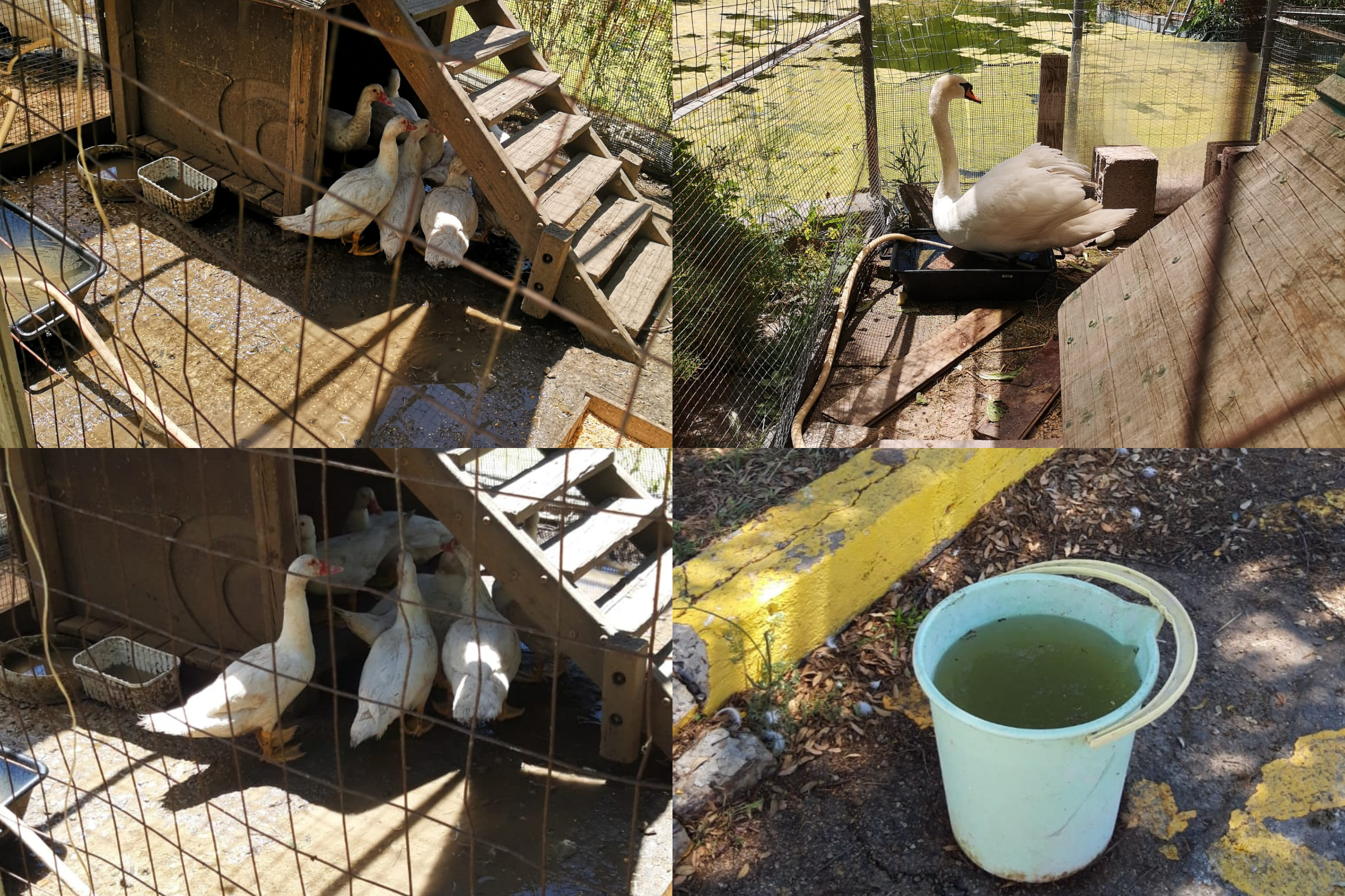 Cagliari, allarme a Monte Claro: “Cigni, oche e galline in piccoli recinti”