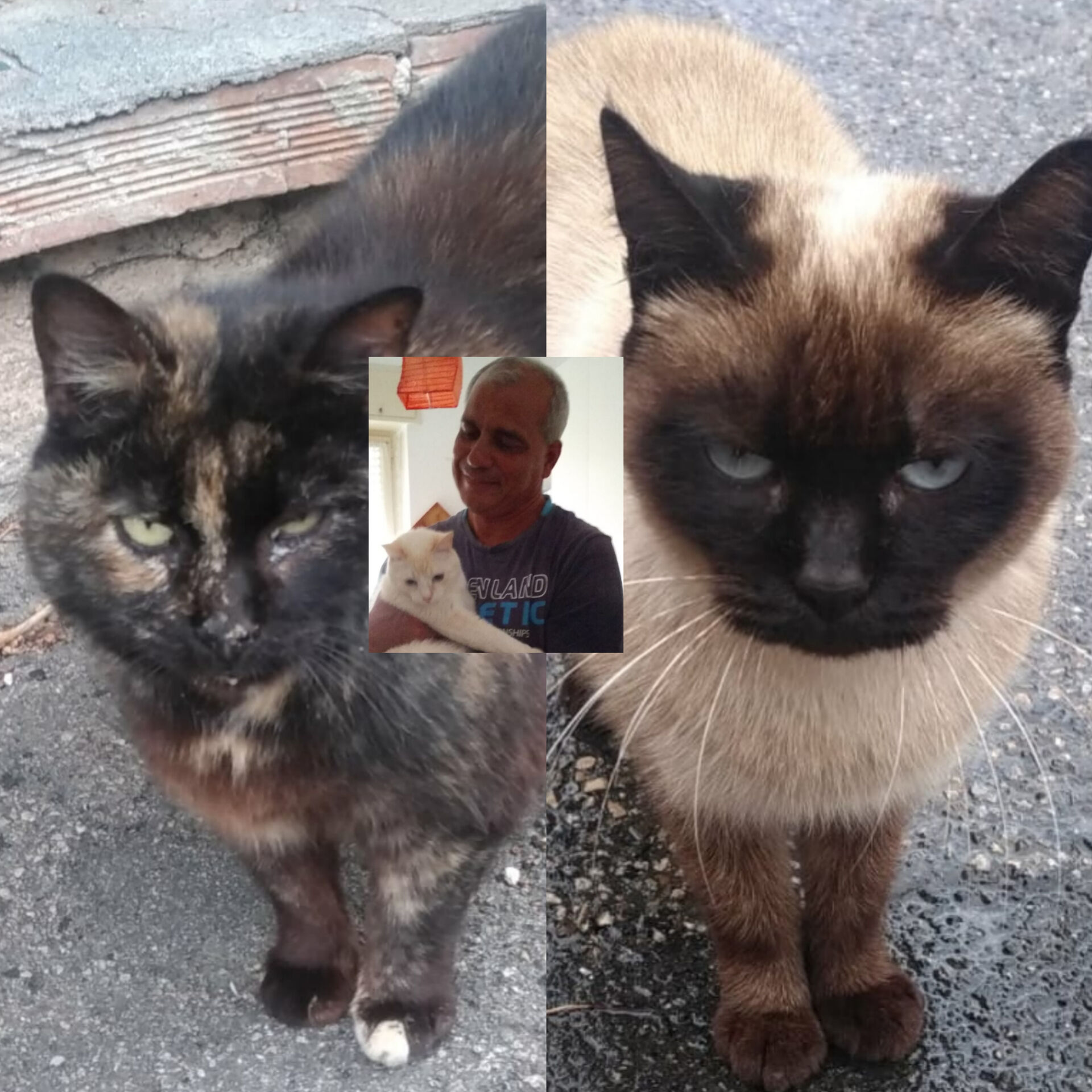 “Dissuasori o cartelli speciali a Cagliari per evitare gli investimenti dei gatti, accanto alle colonie ne muoiono tanti così”