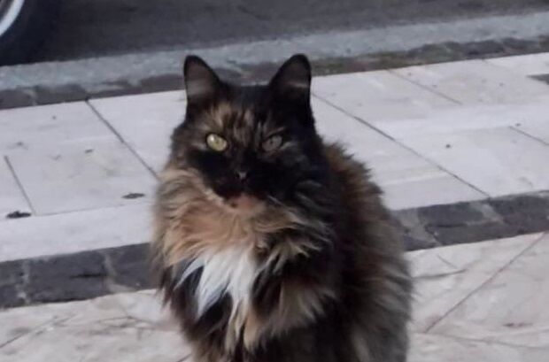 “Stop alla mattanza dei gattini, sì all’oasi felina all’Anfiteatro di Cagliari”