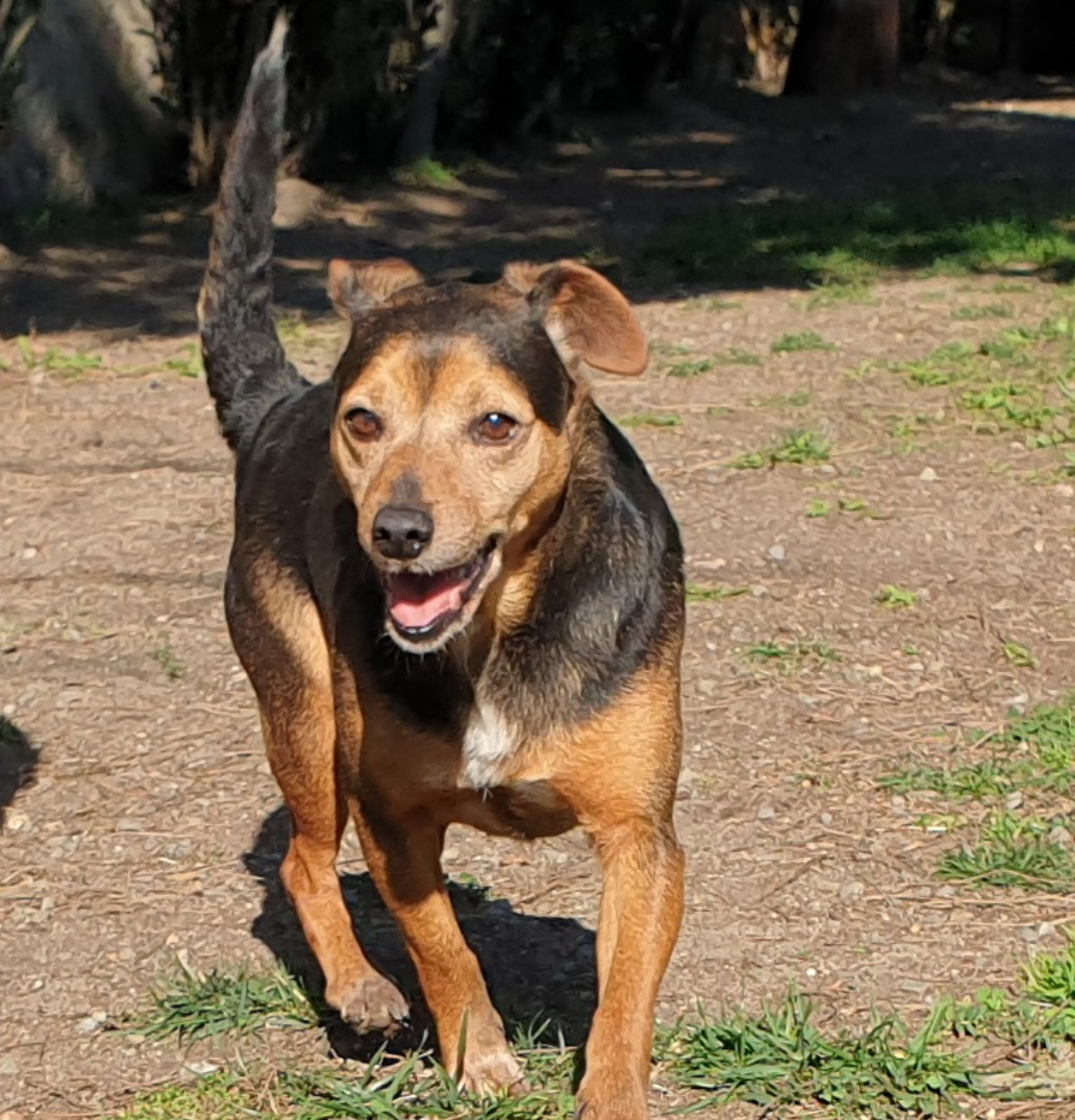 Cagliari, “adottate Pulce: il cagnolino esploratore che adora le coccole”