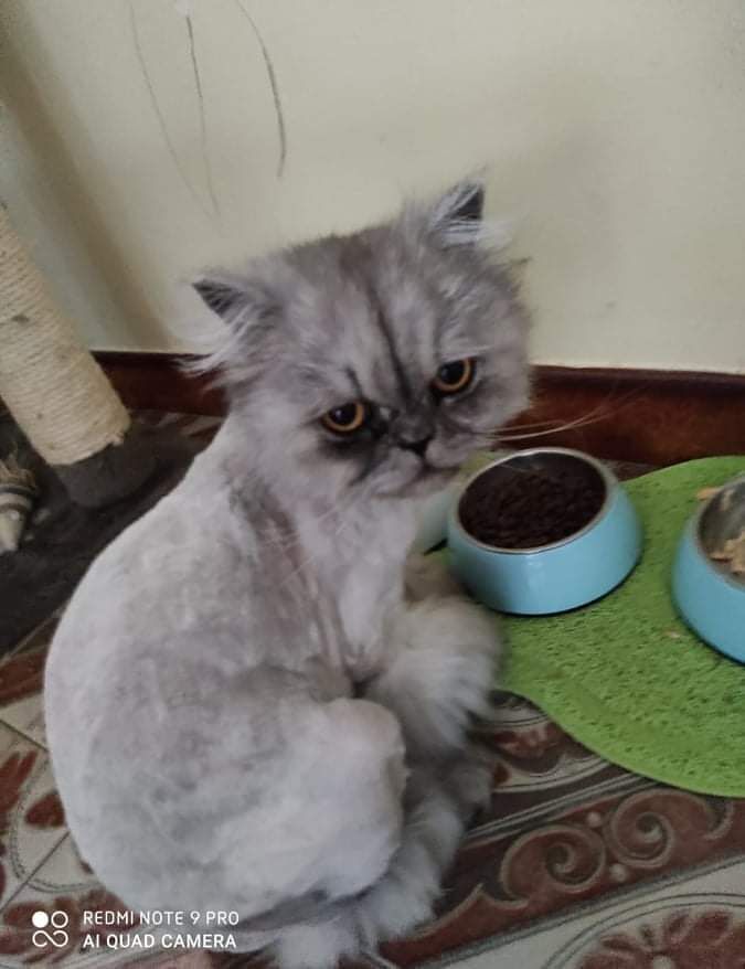 La dolcissima Shumai è stata smarrita a Quartu: sos per ritrovarla