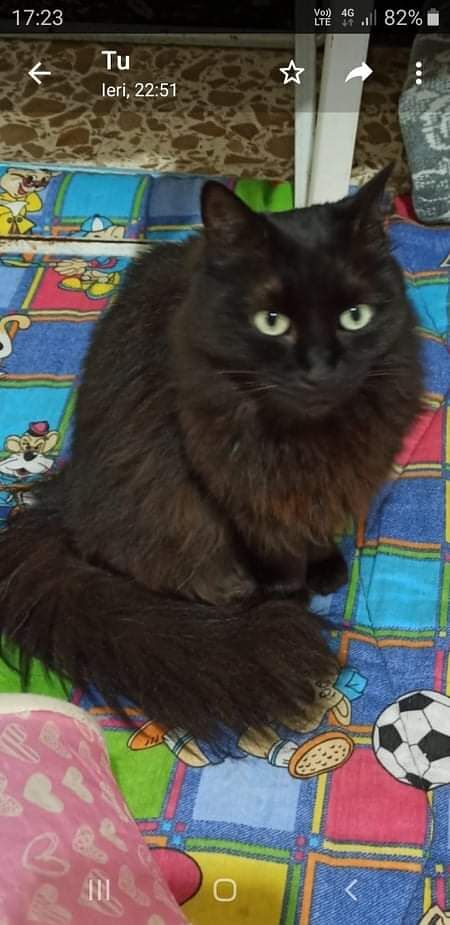 “Medea è una gatta vittima di rinuncia di proprietà, sana, dolce e bellissima, aprite il vostro cuore e aiutatemi a trovare una nuova famiglia”