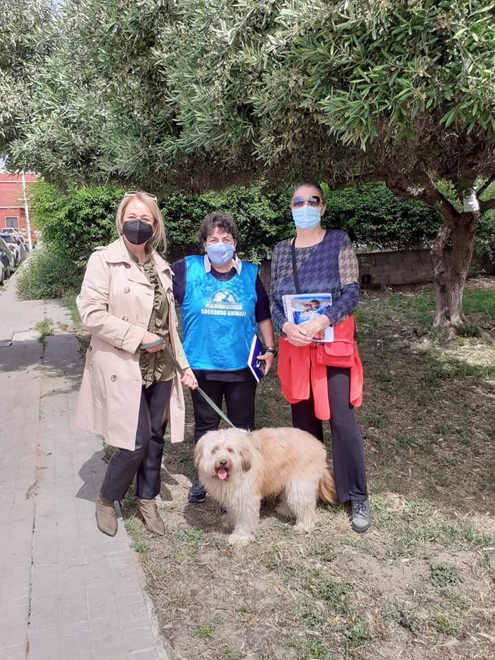 Truzzu caccia la Piroddi, animalisti furiosi a Cagliari: “Mossa assurda e vergognosa” 