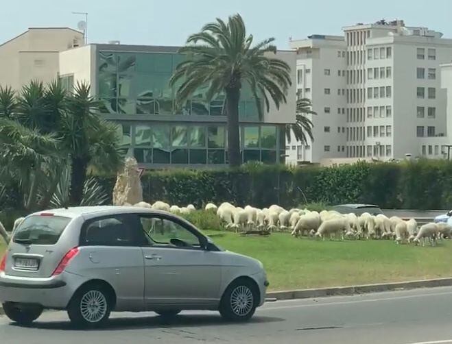 Cagliari, sos pecore: “Affamate e sotto il sole nella rotonda di via Peretti, sono pericolose per gli automobilisti”