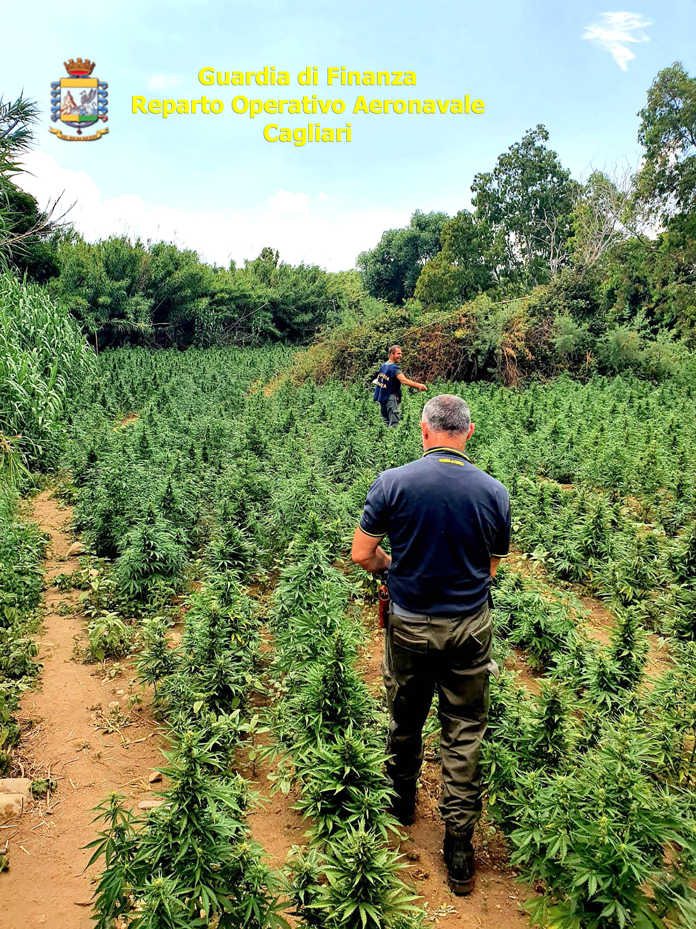Dolianova, sequestrata una maxi piantagione di marijuana: due arresti