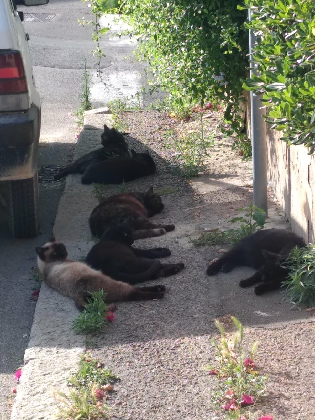 Cagliari, gatti attaccati da un cane per il divertimento del padrone