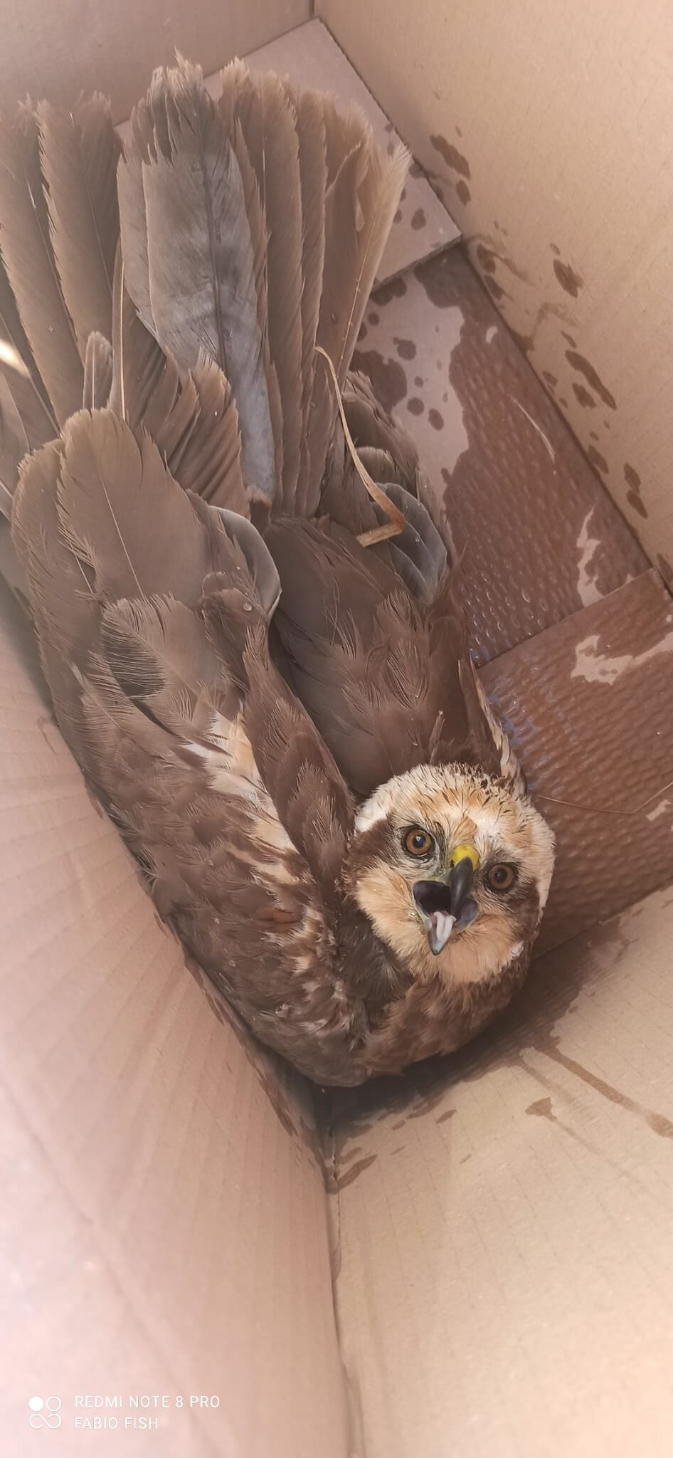 Nicola Di Maggio a Radio Zampetta Sarda: “Ecco come ho soccorso un falco ferito”