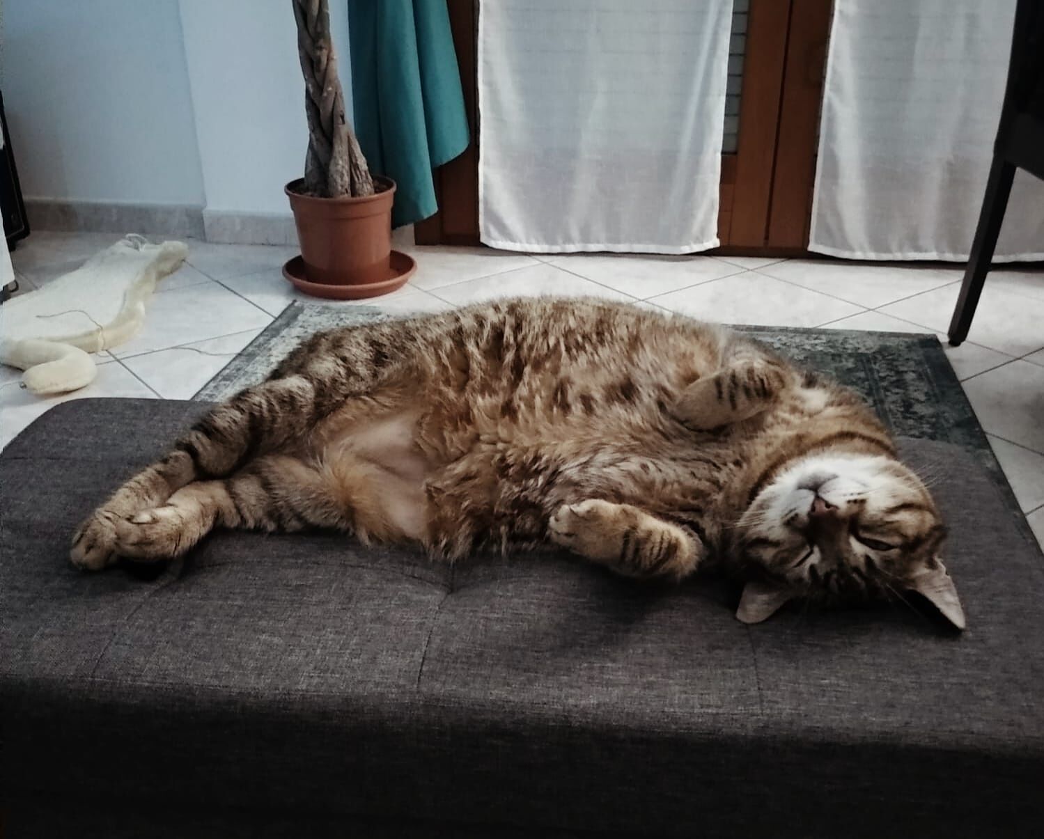 Giovanna e Marco a Radio Zampetta Sarda: “Adottare un gatto adulto come Pisita è un grande atto di amore”