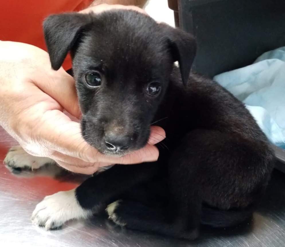 Nerino, un povero cucciolo abbandonato cerca una famiglia che lo ami