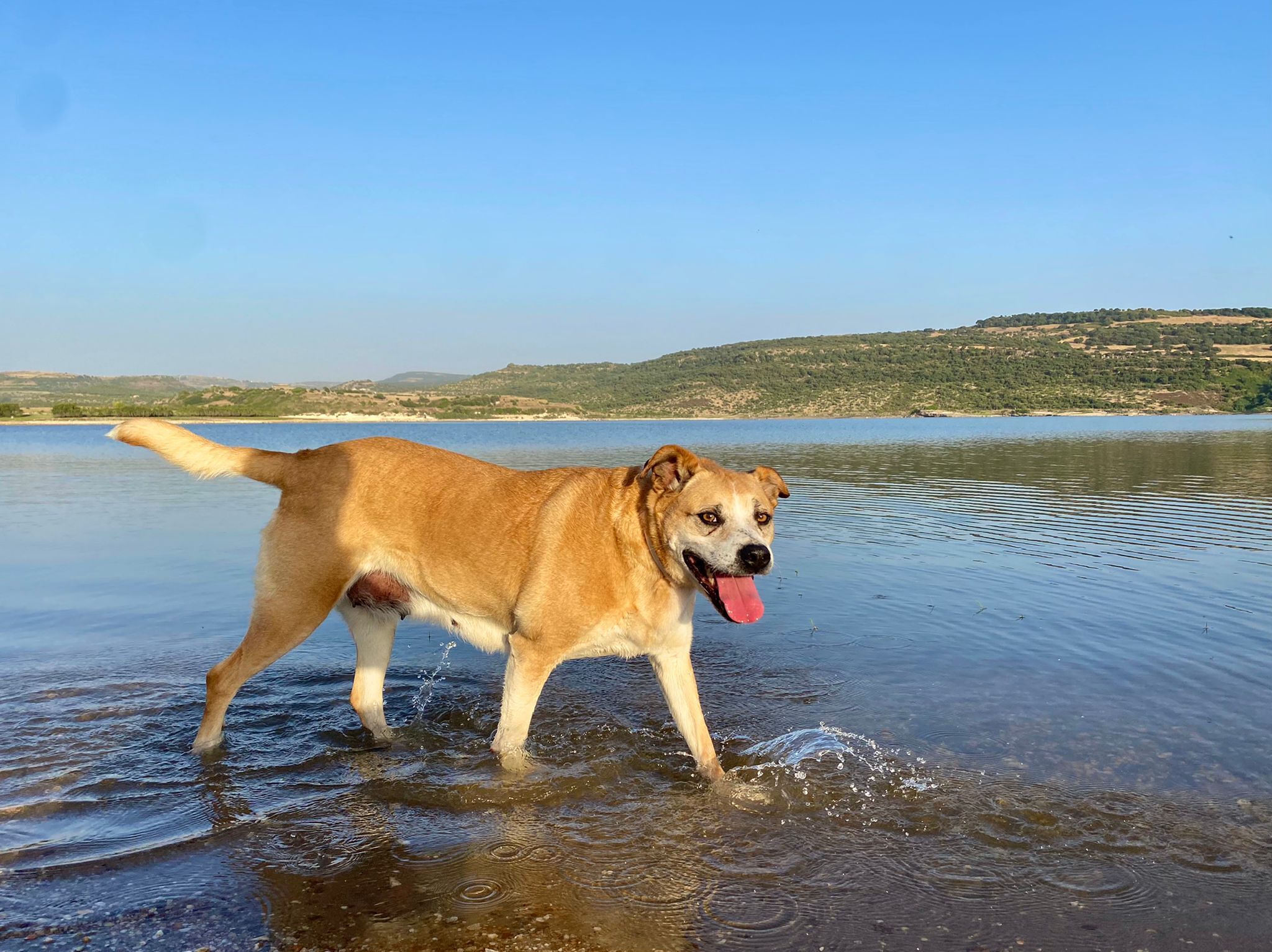 Barbie, cagnolina fedele e vivace cerca una famiglia che la ami