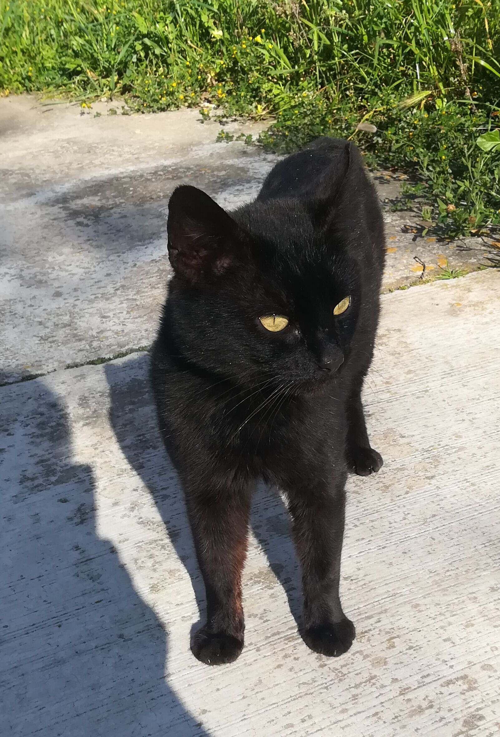 Quartu, adozione del cuore per il bellissimo Panterino