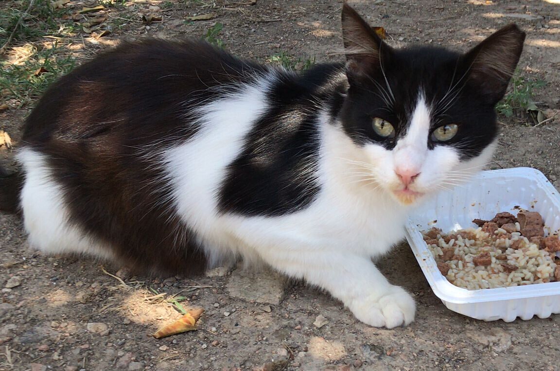 Adozione del cuore per il bellissimo gatto Felix: l’appello di Max da Cagliari