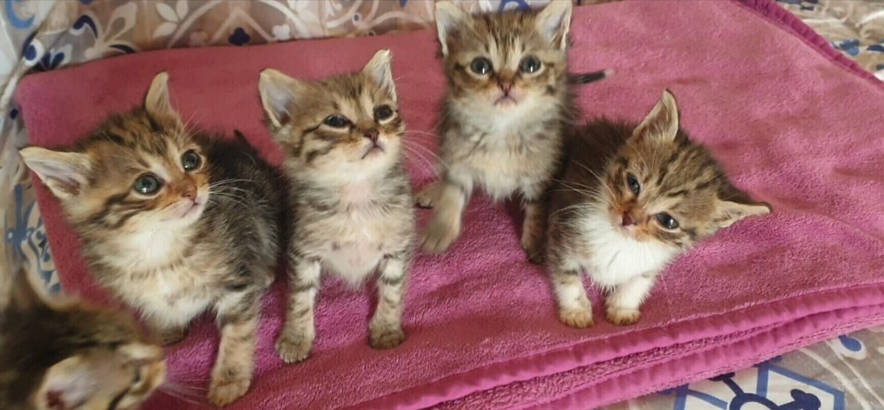 Adozione del cuore: la mamma è stata investita, 4 gattini cercano una famiglia