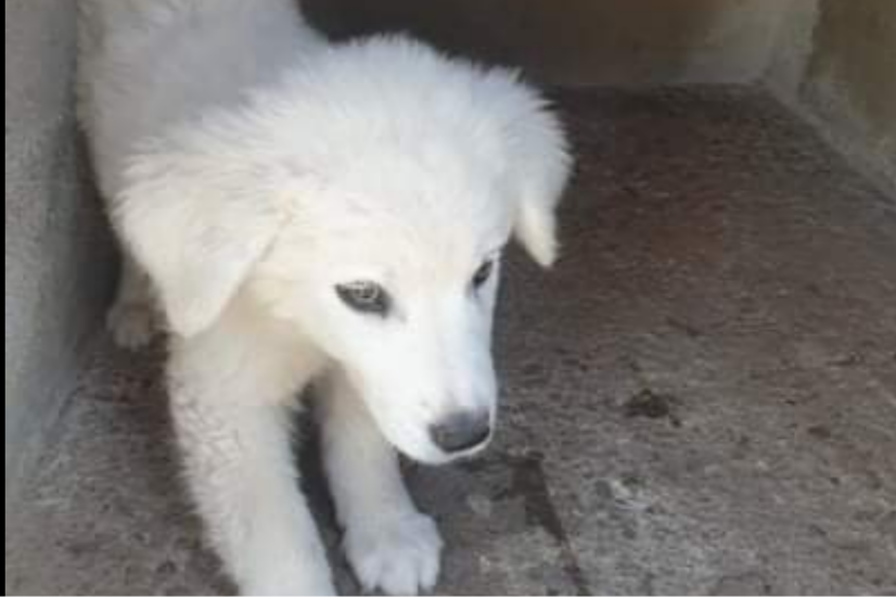 Decimoputzu, cagnolino gettato in un canale in un sacco rischia di essere schiacciato: adottiamolo!