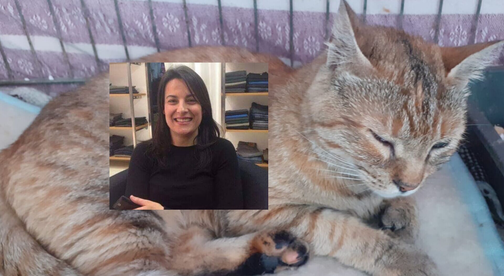 Quartu, l’sos di Patrizia: “I miei gatti sfrattati, aiutatemi a trovare dove ospitarli”