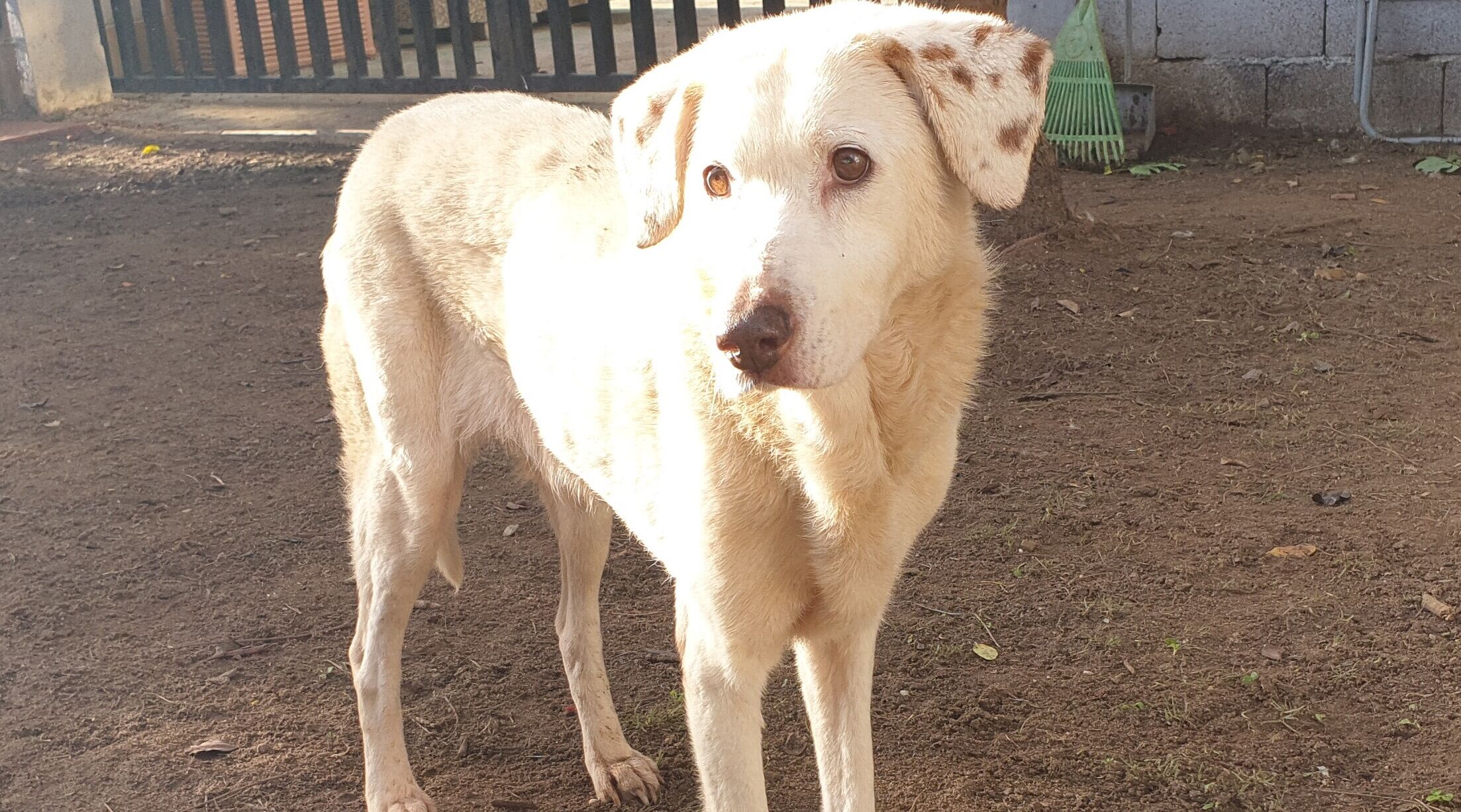 Adottate un cane dal canile di Cagliari: Frozen anziana e pacifica aspetta una famiglia per la vita