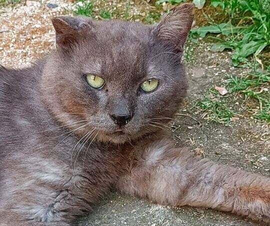 Ferito da un cane a Cagliari, il dolce micio Filippo cerca una famiglia