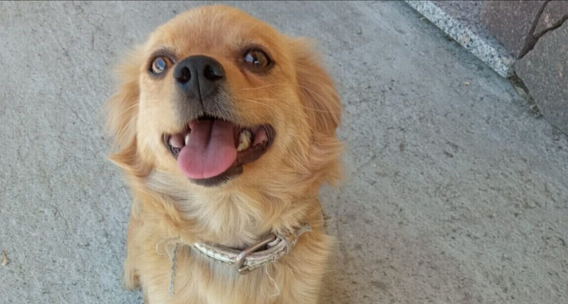 Stella, la cagnetta che allatta i gattini cerca una famiglia