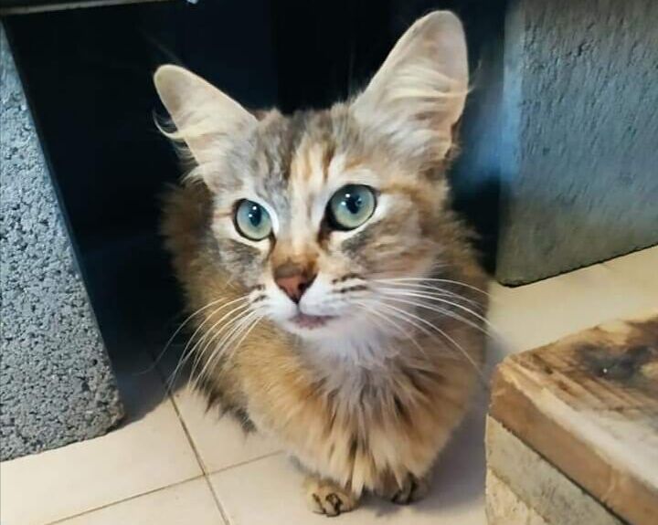 Mamma Coco, ha assoluto bisogno di una famiglia: ha due anni ed è dolcissima, adottiamola!