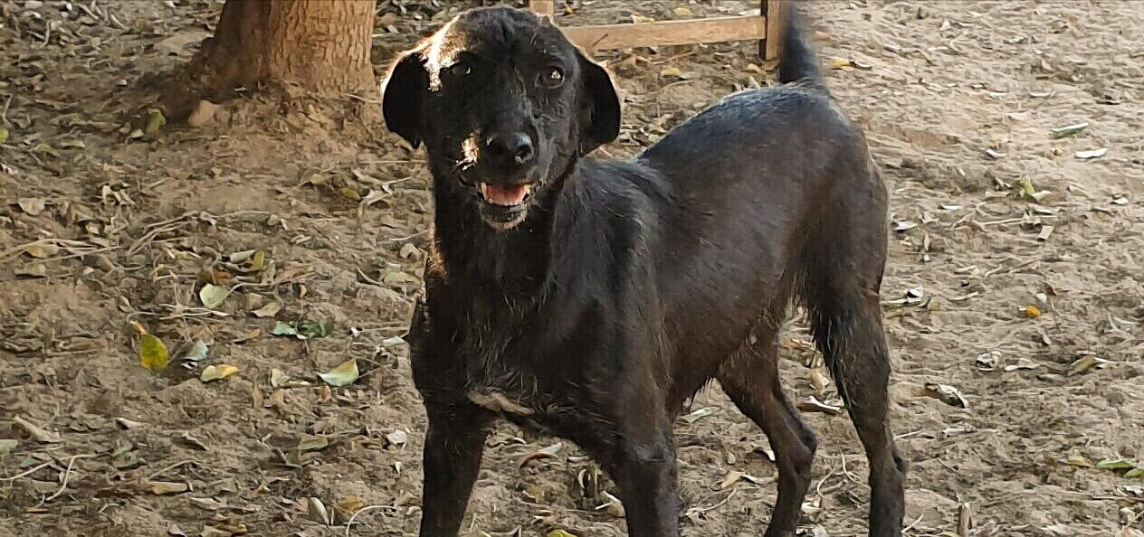 Adotta un cane dal canile di Cagliari: ecco Fuky, ottima guardiana