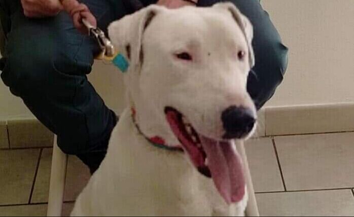 L’appello di Radio Zampetta: “Aiutiamo Pongo a non vivere più solo”