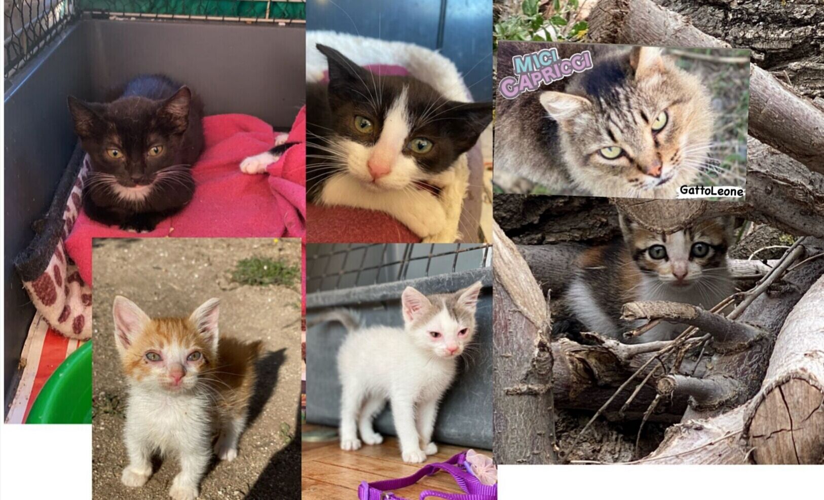 Quartu, Rossella Cossu: “Chiedo aiuto per Gattoleone e i mici della colonia”