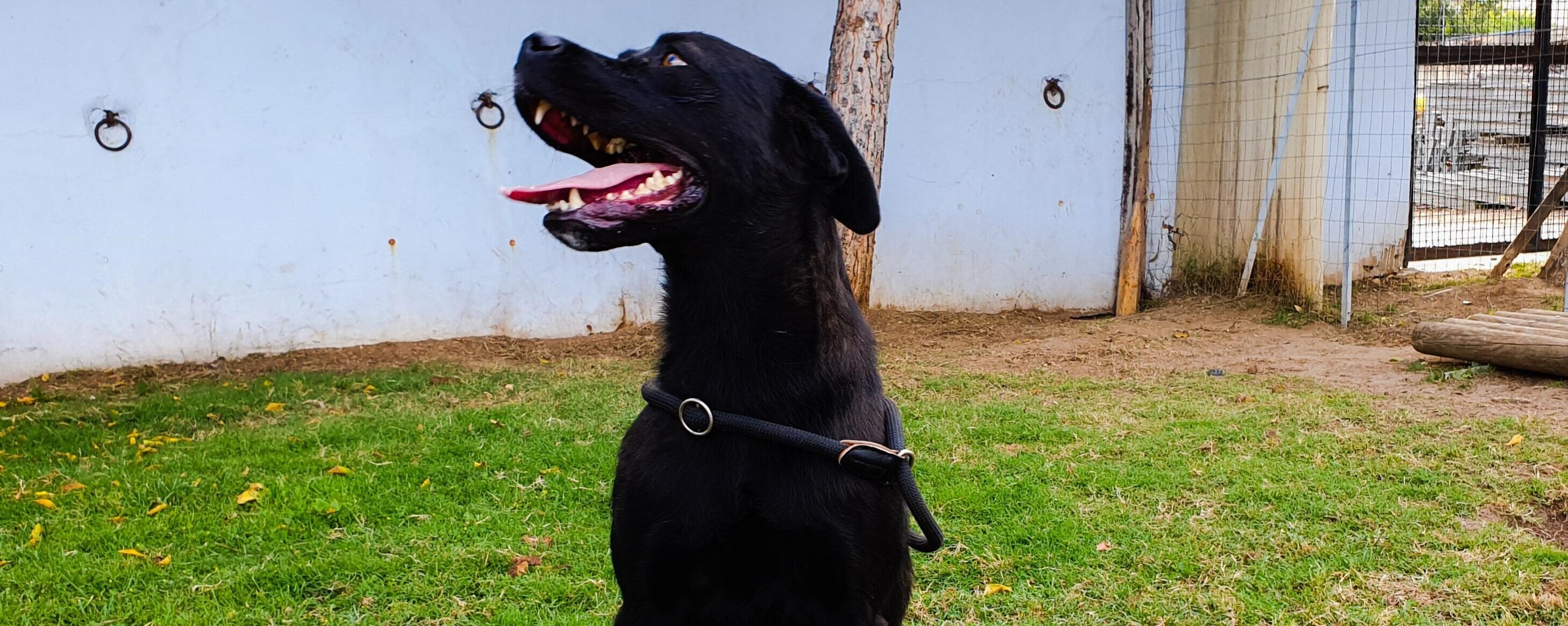 Adotta un cane dal canile di Cagliari: Bobby estremamente affettuoso e ottimo guardiano cerca famiglia