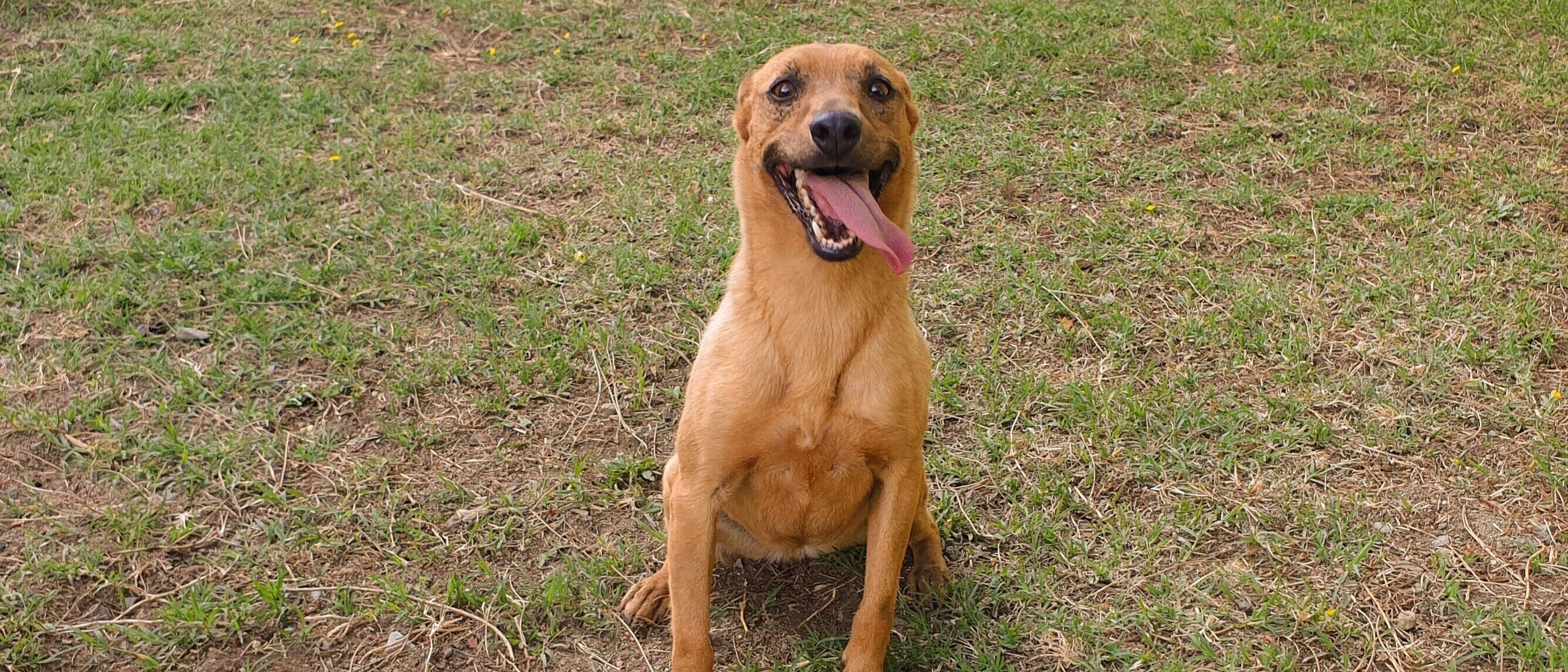 Adotta un cane dal canile di Cagliari: ecco Iole