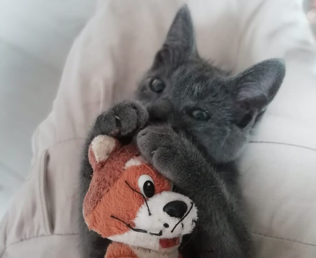 L’sos di Fausta a Radio Zampetta Sarda: “Salvato da una strada trafficata, aiutiamo Pepe a trovare una famiglia”