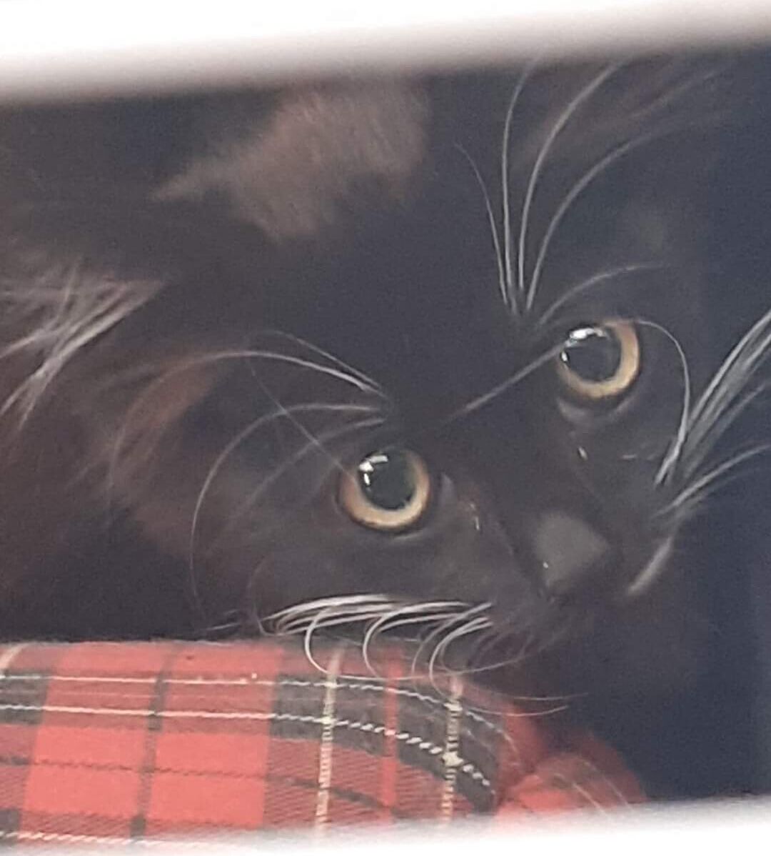 Cagliari, gattina assalita dalle cornacchie cerca adozione del cuore