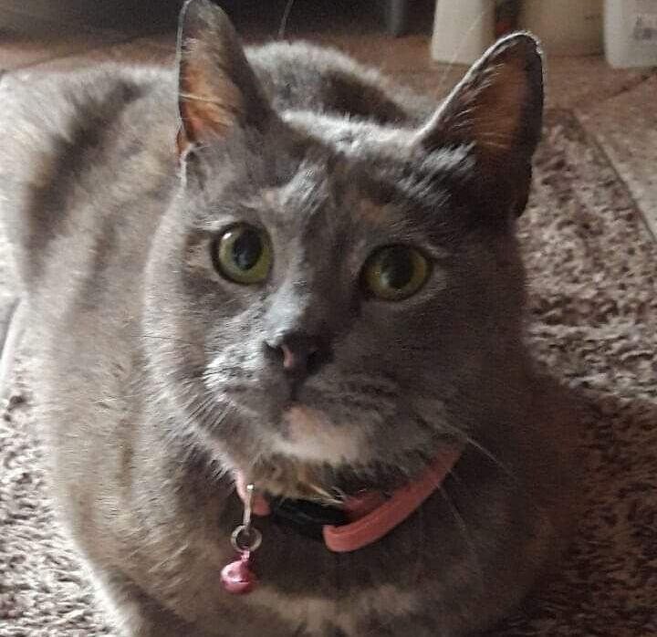 La triste storia della dolcissima gattina Melody: “Vi prego, portatemi via da questa vita così difficile”